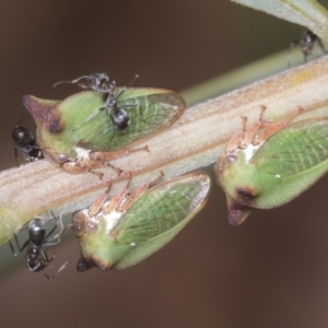 Sextius virescens at Acton, ACT - 4 Feb 2022 01:27 PM