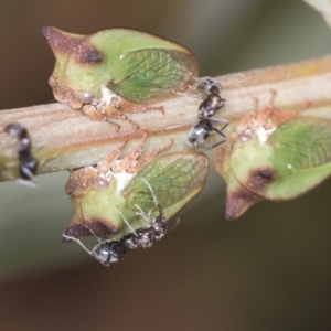 Sextius virescens at Acton, ACT - 4 Feb 2022 01:27 PM