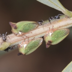 Sextius virescens at Acton, ACT - 4 Feb 2022 01:27 PM