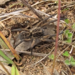 Tasmanicosa sp. (genus) (Unidentified Tasmanicosa wolf spider) at Molonglo Valley, ACT - 25 Apr 2022 by pinnaCLE