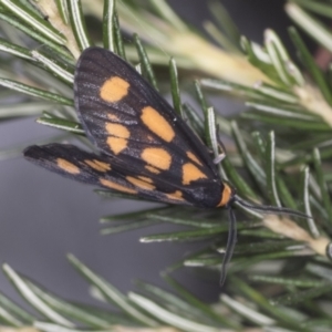 Amata (genus) at Acton, ACT - 4 Feb 2022