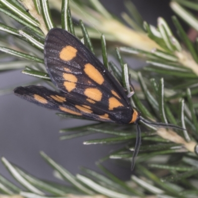 Amata (genus) (Handmaiden Moth) at ANBG - 4 Feb 2022 by AlisonMilton