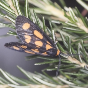 Amata (genus) at Acton, ACT - 4 Feb 2022