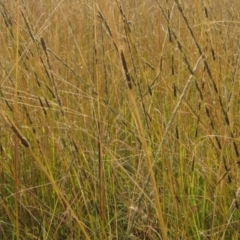 Sporobolus creber (Slender Rat's Tail Grass) at The Pinnacle - 25 Apr 2022 by pinnaCLE