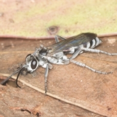 Turneromyia sp. (genus) (Zebra spider wasp) at ANBG - 4 Feb 2022 by AlisonMilton