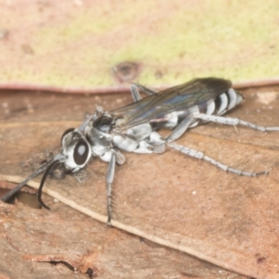 Turneromyia sp. (genus) (Zebra spider wasp) at Acton, ACT - 4 Feb 2022 by AlisonMilton