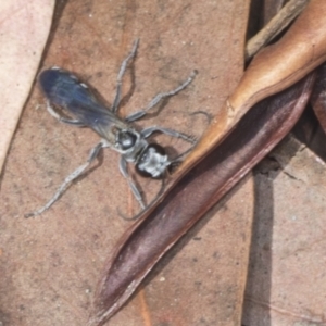 Turneromyia sp. (genus) at Acton, ACT - 4 Feb 2022 01:33 PM