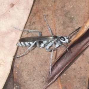 Turneromyia sp. (genus) at Acton, ACT - 4 Feb 2022 01:33 PM