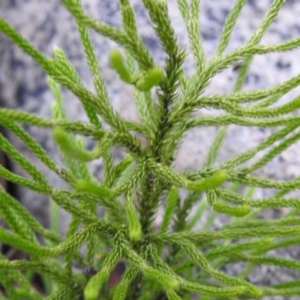 Lycopodium deuterodensum at QPRC LGA - 24 Apr 2022