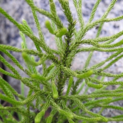 Lycopodium deuterodensum (Bushy Club Moss) at Farringdon, NSW - 23 Apr 2022 by Liam.m