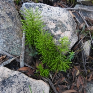 Lycopodium deuterodensum at QPRC LGA - 24 Apr 2022