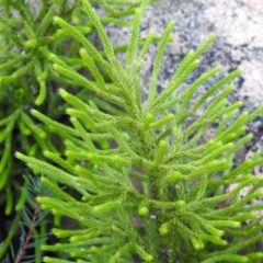 Lycopodium deuterodensum at QPRC LGA - 24 Apr 2022