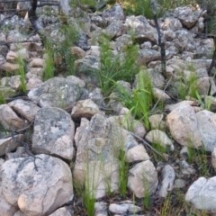 Lycopodium deuterodensum at QPRC LGA - 24 Apr 2022