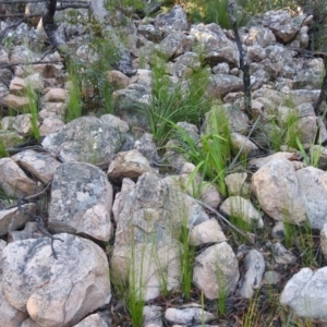 Lycopodium deuterodensum at QPRC LGA - 24 Apr 2022