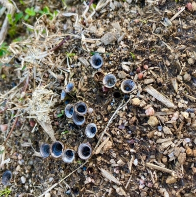 Cyathus sp. (A Bird's Nest Fungus) at Stromlo, ACT - 6 May 2022 by Louisa