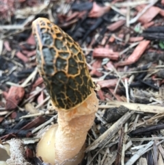 Phallus multicolor at Evans Head, NSW - 6 May 2022 by AliClaw