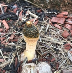 Phallus multicolor at Evans Head, NSW - 6 May 2022 by AliClaw