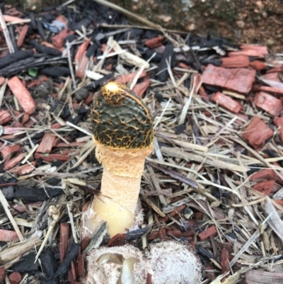 Phallus multicolor at Evans Head, NSW - 7 May 2022 by AliClaw