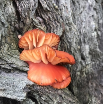 Unidentified Fungus at Evans Head, NSW - 7 May 2022 by AliClaw