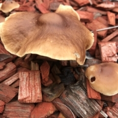 zz agaric (stem; gill colour unknown) at Evans Head, NSW - 6 May 2022 by AliClaw