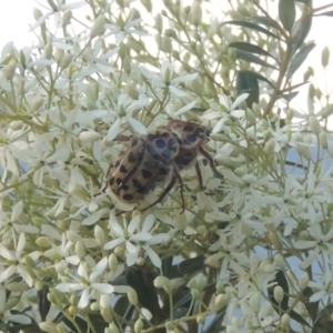 Neorrhina punctata at Paddys River, ACT - 23 Jan 2022