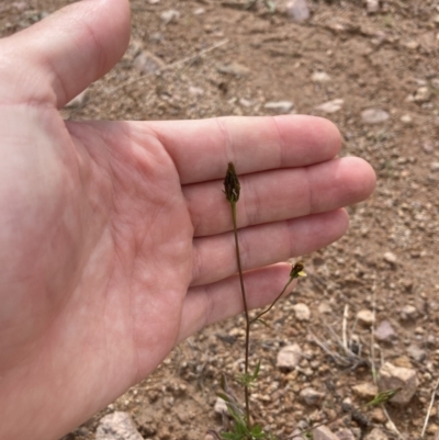 Bidens subalternans (Greater Beggars Ticks) at Theodore, ACT - 7 May 2022 by MattM