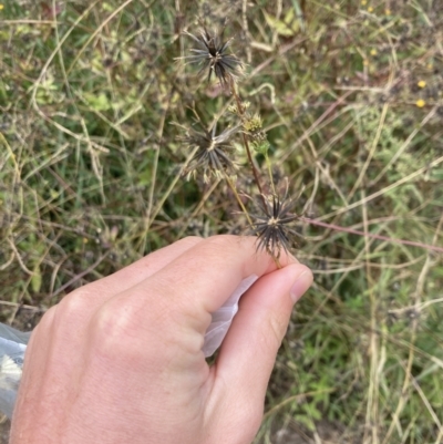 Bidens pilosa (Cobbler's Pegs, Farmer's Friend) at Theodore, ACT - 7 May 2022 by MattM