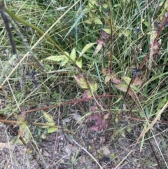 Bidens pilosa at Theodore, ACT - 7 May 2022