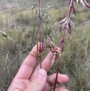 Bidens subalternans at Theodore, ACT - 7 May 2022 01:11 PM