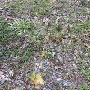 Bidens pilosa at Theodore, ACT - 7 May 2022