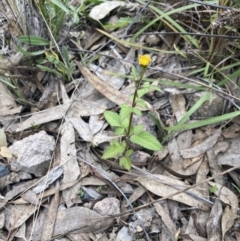 Bidens pilosa (Cobbler's Pegs, Farmer's Friend) at Theodore, ACT - 7 May 2022 by MattM