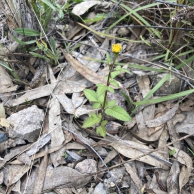 Bidens pilosa (Cobbler's Pegs, Farmer's Friend) at Theodore, ACT - 7 May 2022 by MattM