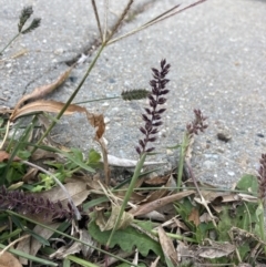 Tragus australianus (Small Burrgrass) at Theodore, ACT - 7 May 2022 by MattM