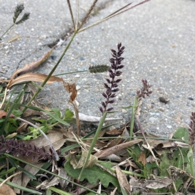 Tragus australianus (Small Burrgrass) at Theodore, ACT - 7 May 2022 by MattM