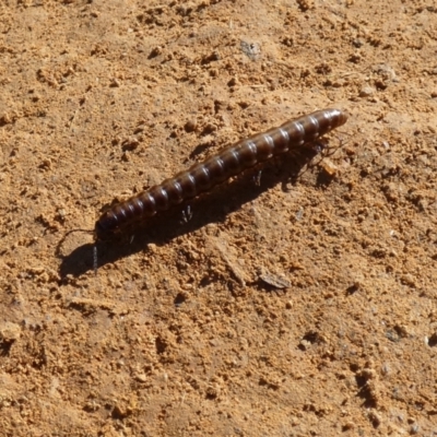 Diplopoda (class) (Unidentified millipede) at Mount Majura - 16 Apr 2022 by Birdy