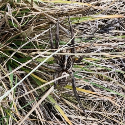Tasmanicosa sp. (genus) (Tasmanicosa wolf spider) at Kaleen, ACT - 7 May 2022 by KMcCue