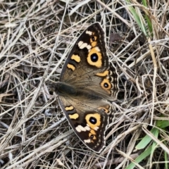 Junonia villida (Meadow Argus) at Lawson, ACT - 7 May 2022 by KMcCue