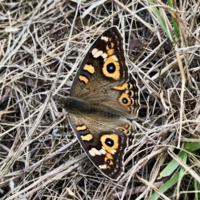 Junonia villida (Meadow Argus) at Lawson, ACT - 7 May 2022 by KMcCue