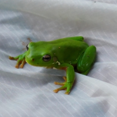 Litoria caerulea (Green Tree Frog) at Mungindi, NSW - 20 Apr 2022 by MB