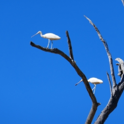 Platalea flavipes (Yellow-billed Spoonbill) at Mungindi, NSW - 21 Apr 2022 by MB