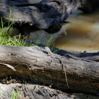Amphibolurus muricatus at Collarenebri, NSW - 22 Apr 2022 by MB