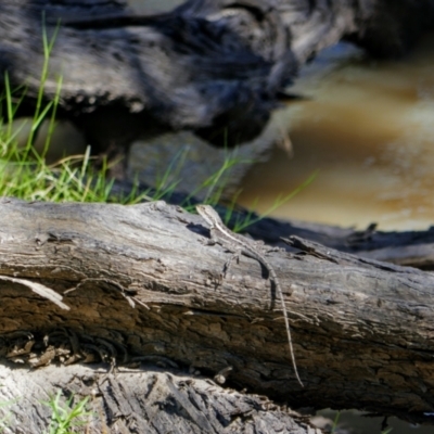 Unidentified Dragon at Collarenebri, NSW - 22 Apr 2022 by MB