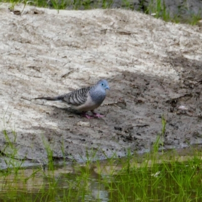 Geopelia placida (Peaceful Dove) at Collarenebri, NSW - 23 Apr 2022 by MB