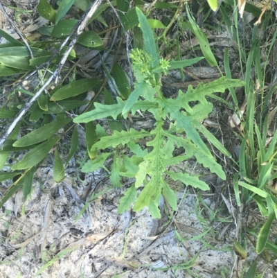 Senecio vulgaris (Common Groundsel) at Mollymook Beach, NSW - 22 Apr 2022 by Tapirlord