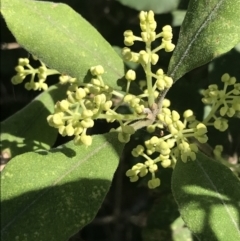 Notelaea venosa (Large Mock Olive) at Mollymook Beach, NSW - 21 Apr 2022 by Tapirlord