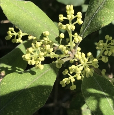 Notelaea venosa (Large Mock Olive) at Mollymook Beach, NSW - 21 Apr 2022 by Tapirlord