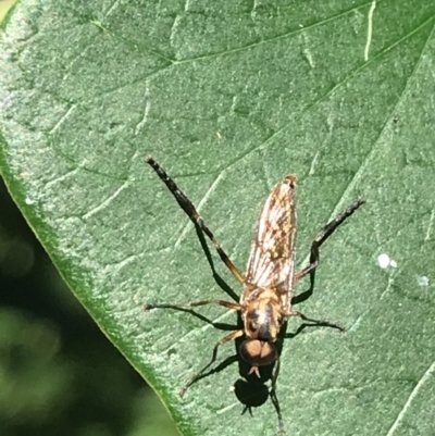 Unverified True fly (Diptera) at Mollymook Beach, NSW - 21 Apr 2022 by Tapirlord