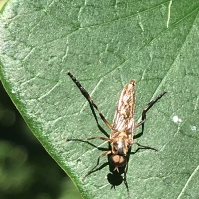 Unidentified True fly (Diptera) at Mollymook Beach, NSW - 21 Apr 2022 by Tapirlord