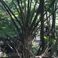 Cyathea cooperi (Straw Treefern) at Mollymook Beach, NSW - 21 Apr 2022 by Tapirlord