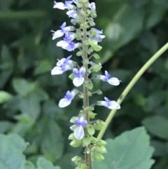 Plectranthus parviflorus (Cockspur Flower) at Mollymook Beach, NSW - 21 Apr 2022 by Tapirlord